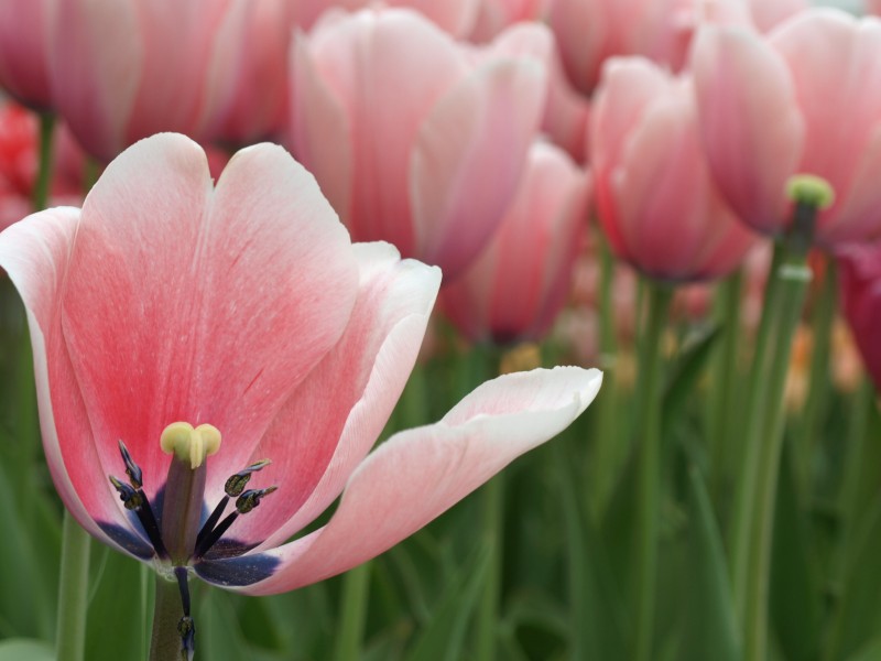 agnieszka-luczak-fotografia zdjęcie prezentacji gdzie wesele