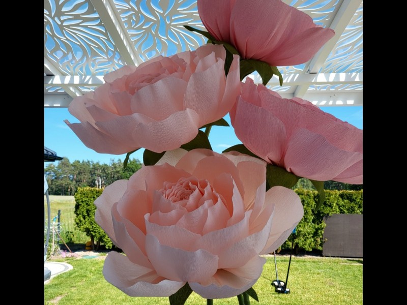 duze-roze-justyna-gawedzka zdjęcie prezentacji gdzie wesele