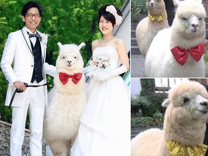 zobacz-10-najdziwniejszych-slubow-na-swiecie